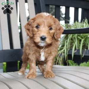 Amber, Mini Goldendoodle Puppy
