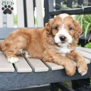 Amy, Mini Goldendoodle Puppy