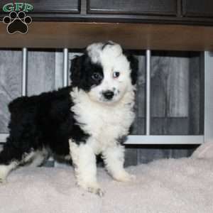 Valerie, Mini Aussiedoodle Puppy