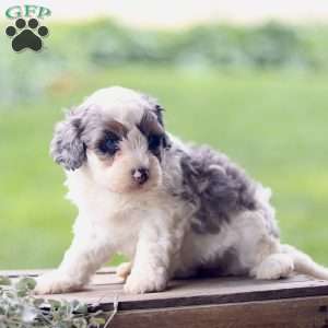 Lily, Cavapoo Puppy