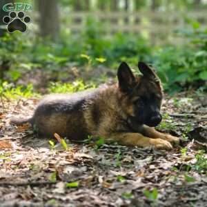 Indie, German Shepherd Puppy