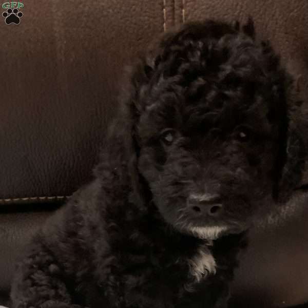 Fifi, Mini Golden Mountain Doodle Puppy