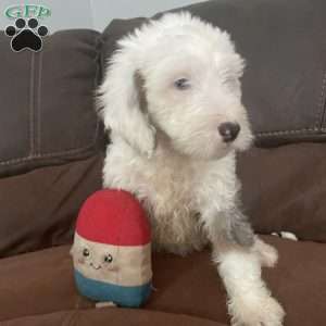 Paris, Mini Bernedoodle Puppy