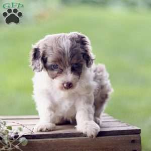 Logan, Cavapoo Puppy
