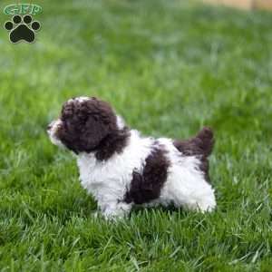 Hayes, Toy Poodle Puppy