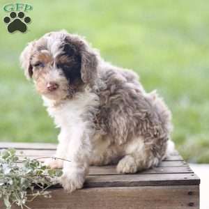 Lex, Cavapoo Puppy