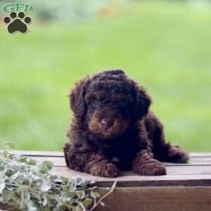 Lando, Cavapoo Puppy