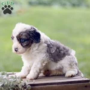 Lily, Cavapoo Puppy