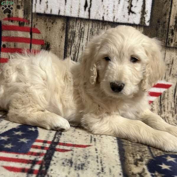 ROO, Goldendoodle Puppy