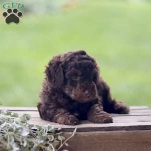 Lando, Cavapoo Puppy