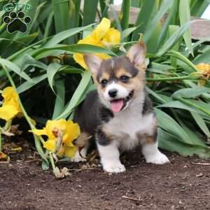 Stella, Pembroke Welsh Corgi Puppy
