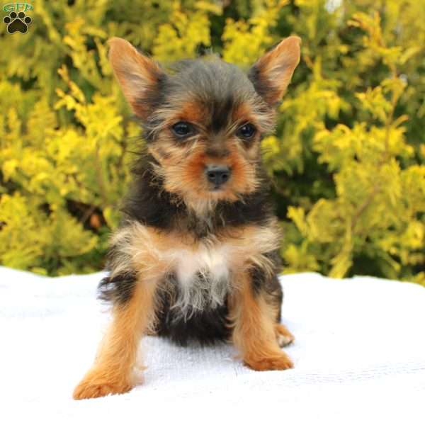 Missy, Yorkie Puppy