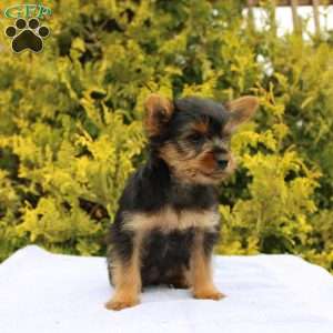 Margie, Yorkie Puppy