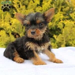 Midge, Yorkie Puppy