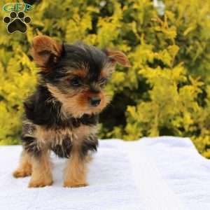 Popper, Yorkie Puppy
