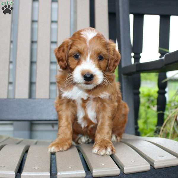 Amy, Mini Goldendoodle Puppy