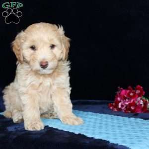 Matthew, Mini Goldendoodle Puppy