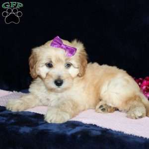 Mattie, Mini Goldendoodle Puppy