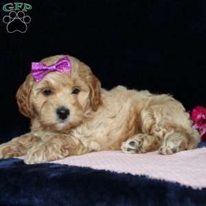 Malinda, Mini Goldendoodle Puppy