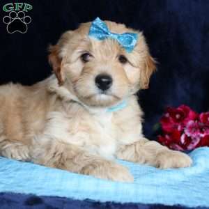 Matthew, Mini Goldendoodle Puppy