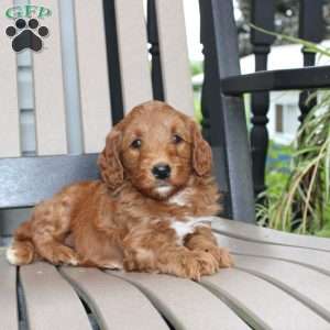 Ally, Mini Goldendoodle Puppy