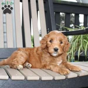 Amber, Mini Goldendoodle Puppy