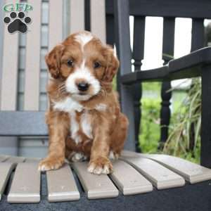 Amy, Mini Goldendoodle Puppy