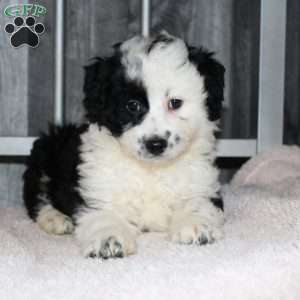 Valerie, Mini Aussiedoodle Puppy