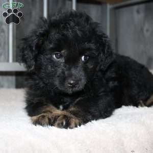 Verna, Mini Aussiedoodle Puppy