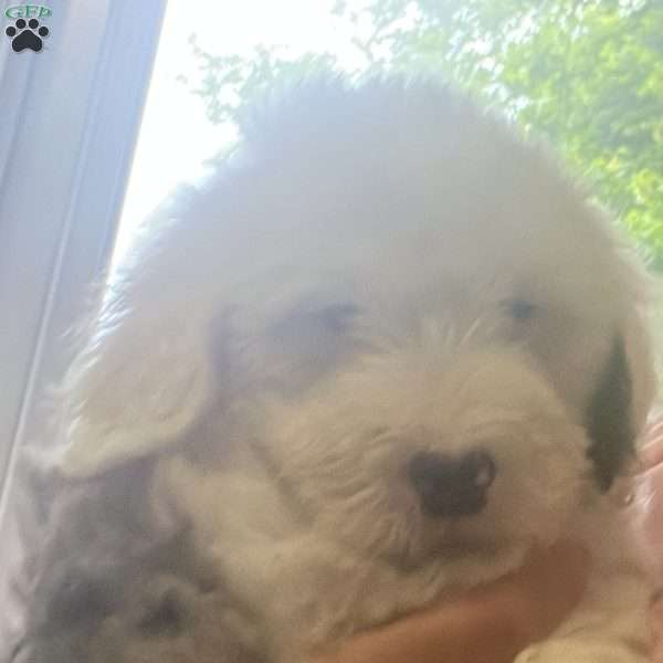 Paris, Mini Bernedoodle Puppy