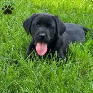 Drake, Black Labrador Retriever Puppy