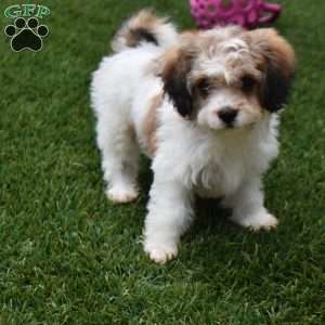 Blake, Cavachon Puppy