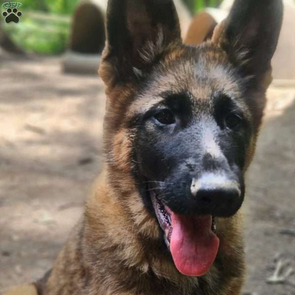 Mellow Yellow, German Shepherd Puppy