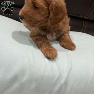Copper, Mini Golden Mountain Doodle Puppy