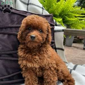 Poppy, Toy Poodle Puppy