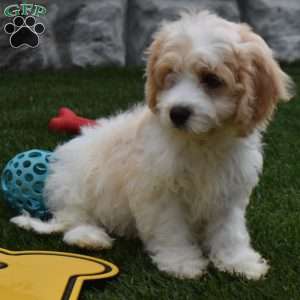 Bingo, Cavachon Puppy