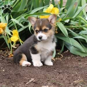 Stella, Pembroke Welsh Corgi Puppy