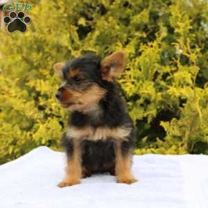 Margie, Yorkie Puppy