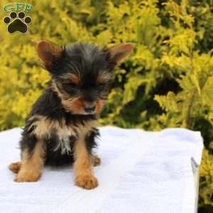 Midge, Yorkie Puppy