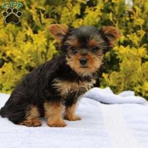 Popper, Yorkie Puppy