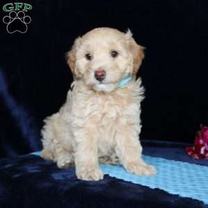Matthew, Mini Goldendoodle Puppy