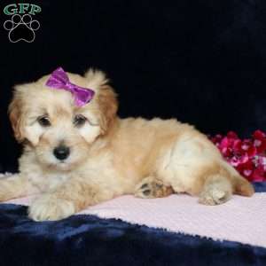 Mattie, Mini Goldendoodle Puppy
