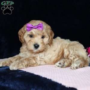 Malinda, Mini Goldendoodle Puppy