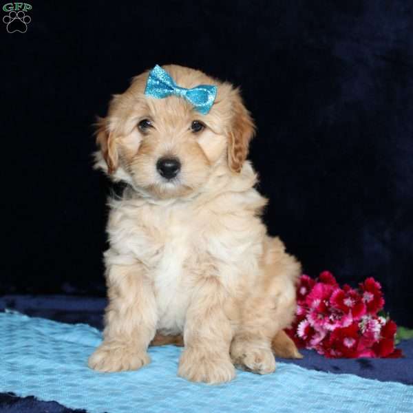 Matthew, Mini Goldendoodle Puppy