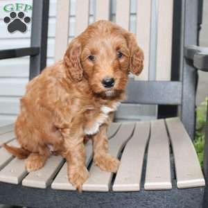 Ally, Mini Goldendoodle Puppy