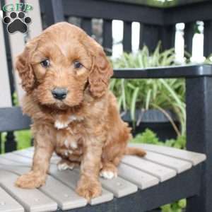 Ava, Mini Goldendoodle Puppy