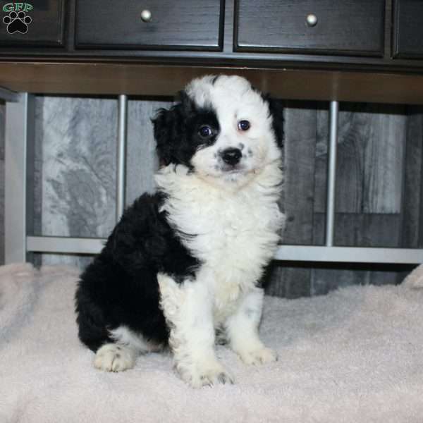 Valerie, Mini Aussiedoodle Puppy