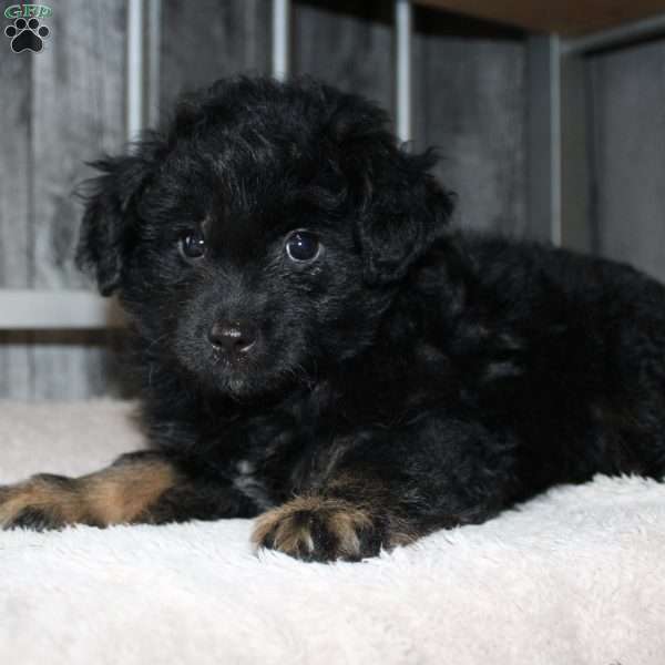 Verna, Mini Aussiedoodle Puppy