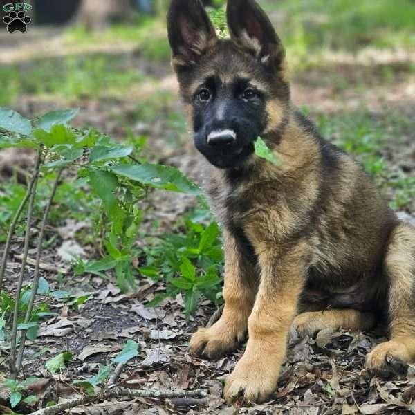 Indie, German Shepherd Puppy