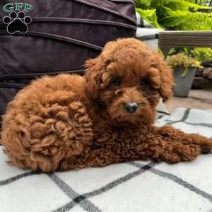 Paisley, Toy Poodle Puppy